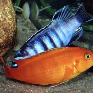Garantierte Lieferung Saulosi Buntbarsch (Pseudotropheus / Chindongo saulosi red coral)
